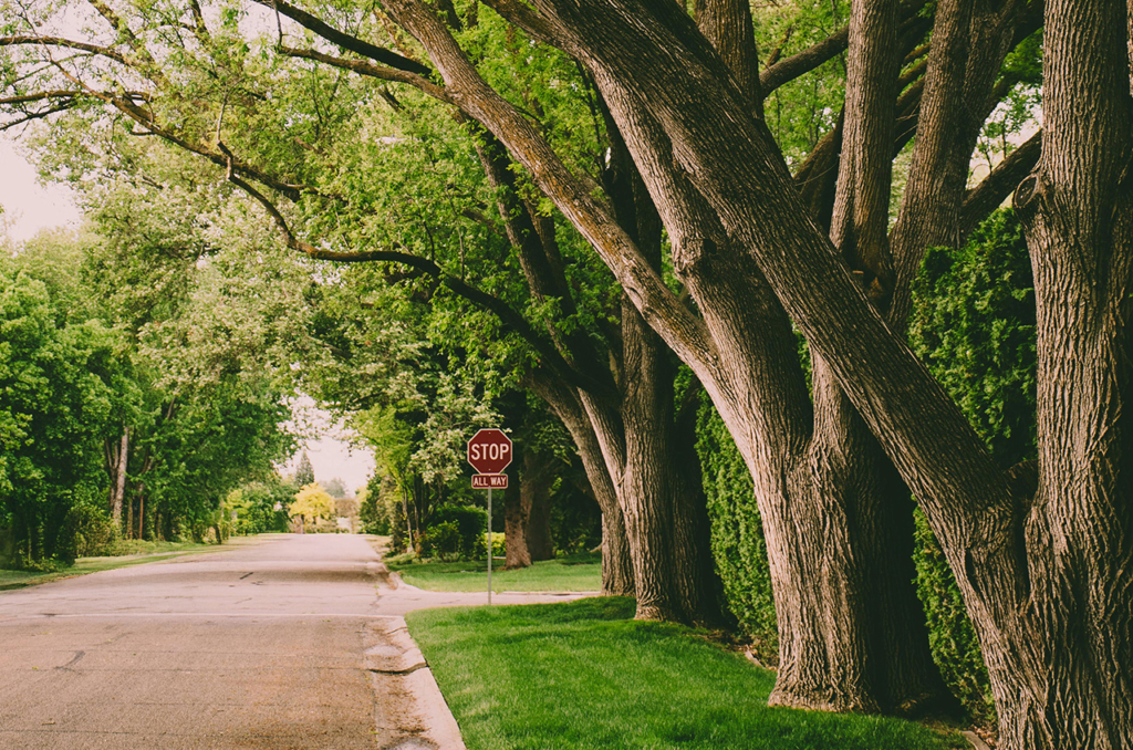 Tree-lined street in the Heathwood neighborhood of Columbia, SC, showcasing the area’s historic charm, mature landscaping, and desirable real estate market.